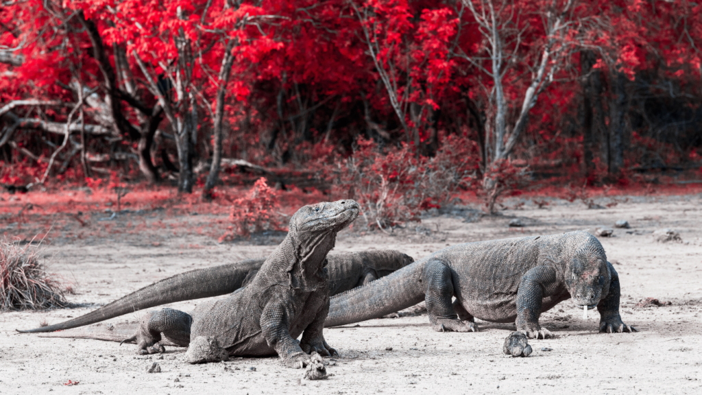 komodo mistis