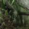 komodo muda